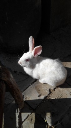 阳光下的玉兔