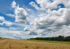 小麦蓝天白云下的农田