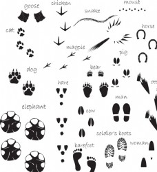熊脚印人和动物的各类脚印