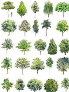 水彩效果手绘园林景观树木立面效果图素材